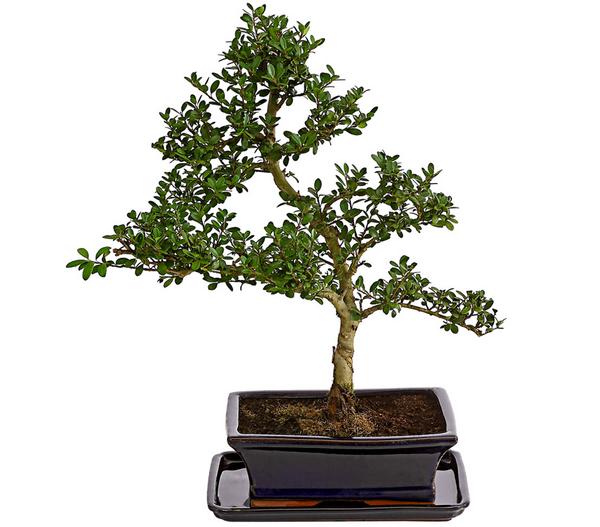 Outdoor-Bonsai Japanische Stechpalme - Ilex