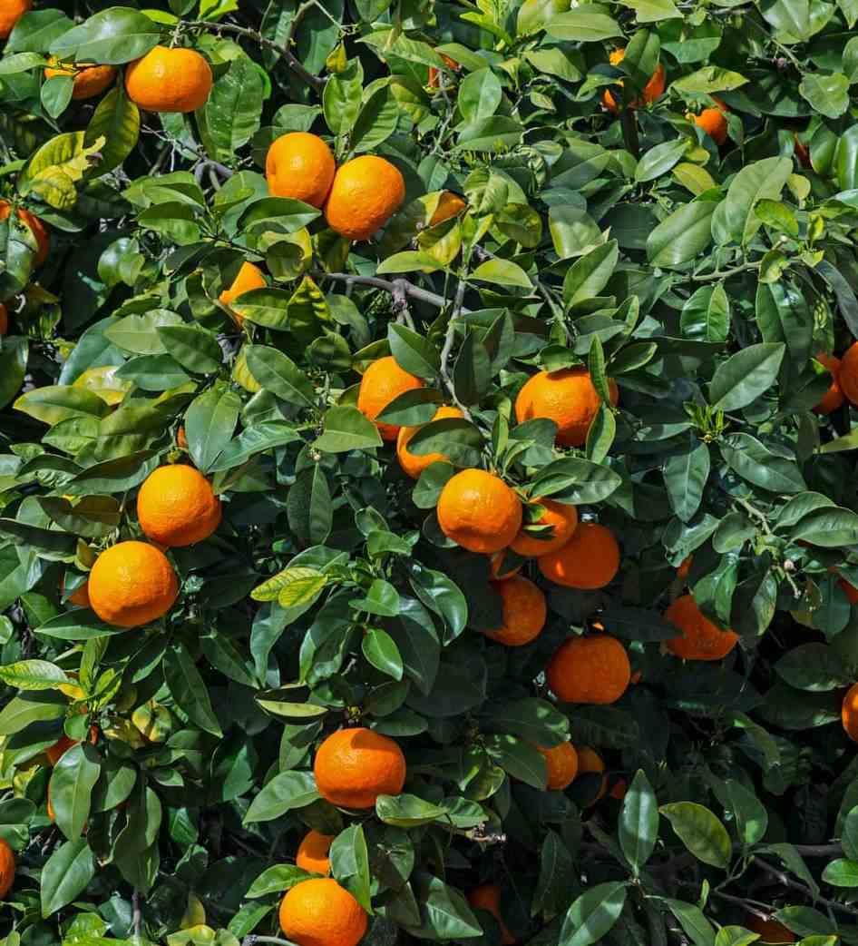 Citrus sinensis adulte (oranger) blanc - taille pot 130l - 150/175cm - peri 40/50