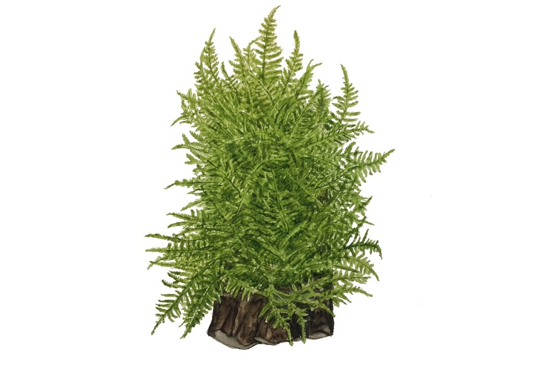 Waterplant Taxiphyllum Alternans Taiwan Moss