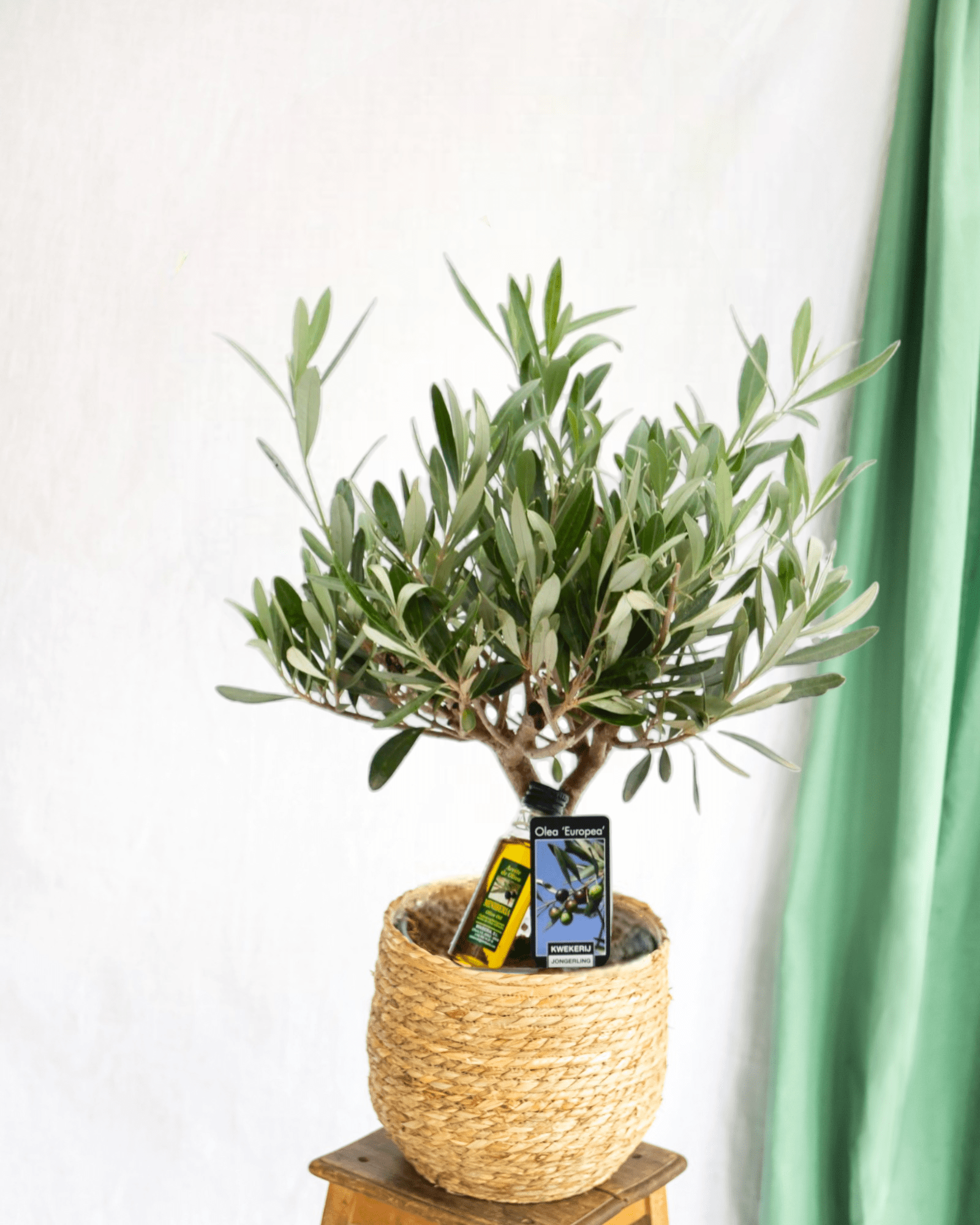 Olivier dans son pot céramique taupe h35cm