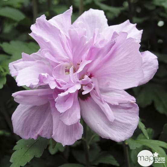 Hibiscus syriacus : ctr 15 litres