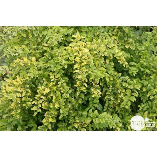 Ligustrum sinensis ' Lemon and LimeTM ' : ctr 5 litres