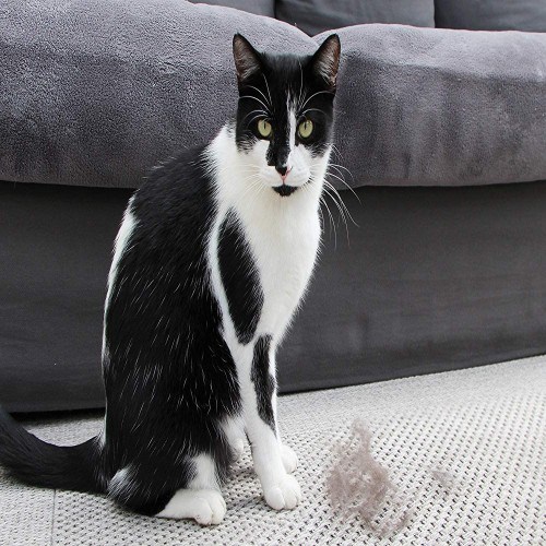 Escova Fuminator para gatos de pelo curto