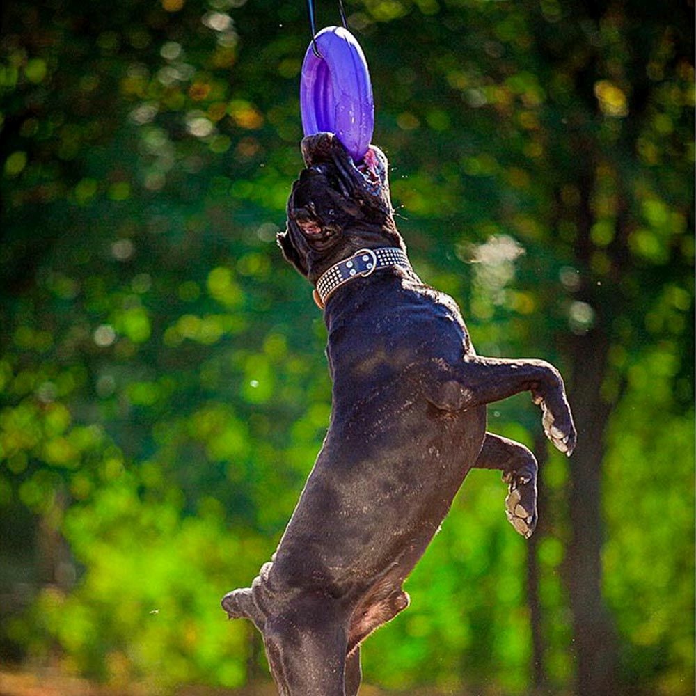 Jouet interactif pour chiens grands puller maxi 1 bague, entraînement, course, saut, tir, spring pole, non toxique