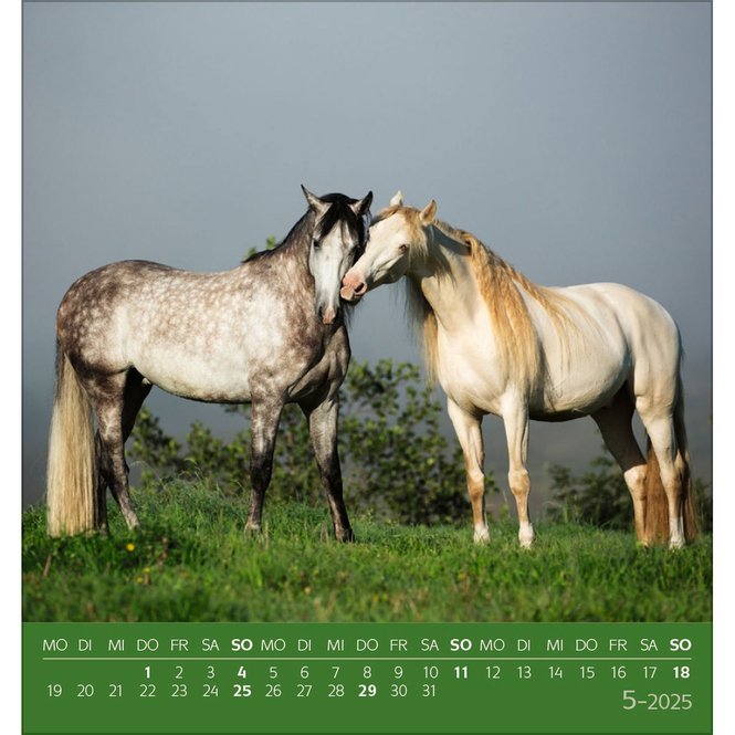 Postkartenkalender - 2025 - Traumpferde