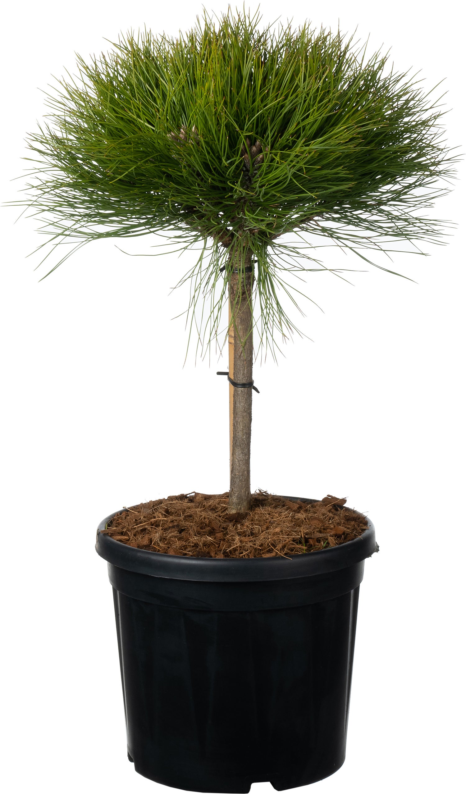 Zwarte Den (Pinus nigra 'Marie Brégeon') D 24 H 40 cm