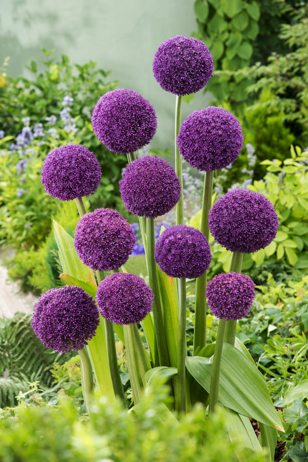 Allium ambassador - bulbes à fleurs x6 - violet / sphériques