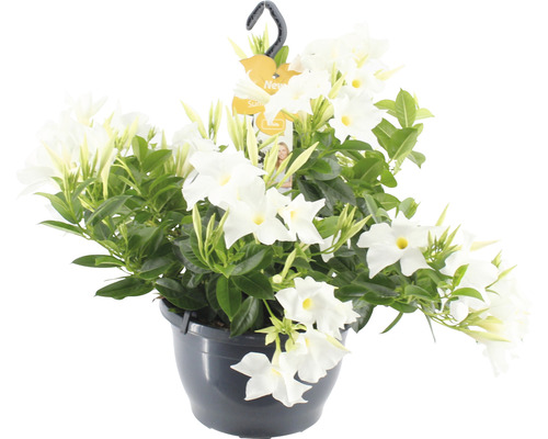 Dipladenia, trechtervormige bloemenhangmand FloraSelf Dipladenia mandevilla 'Summerstar'® Ø 25 cm pot wit