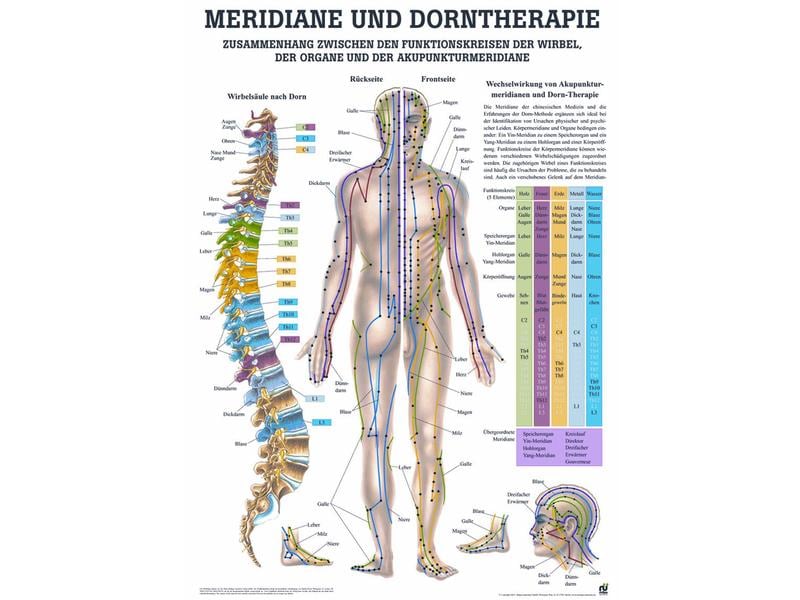 Rüdiger Anatomische Lehrtafel Dorntherapie & Meridiane Deut Anatomische Lehrtafel – Dorntherapie & Meridiane