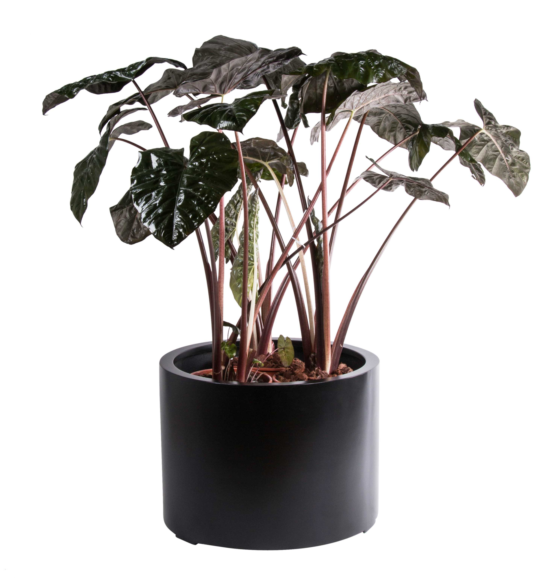 Plantenpot Maine black Ø60 x H45cm