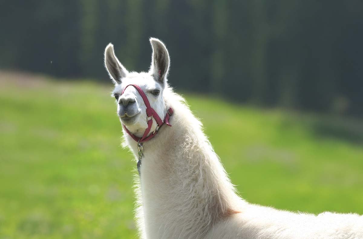 Lama Trekking Poppenhausen für 2