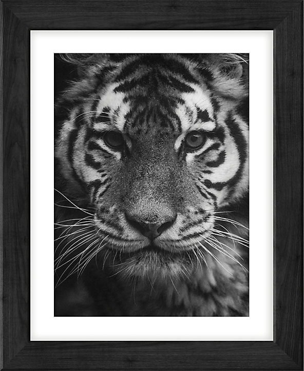 Photo encadrée adhésive Vinyl Way lion noir et blanc L.49 x l.40 cm