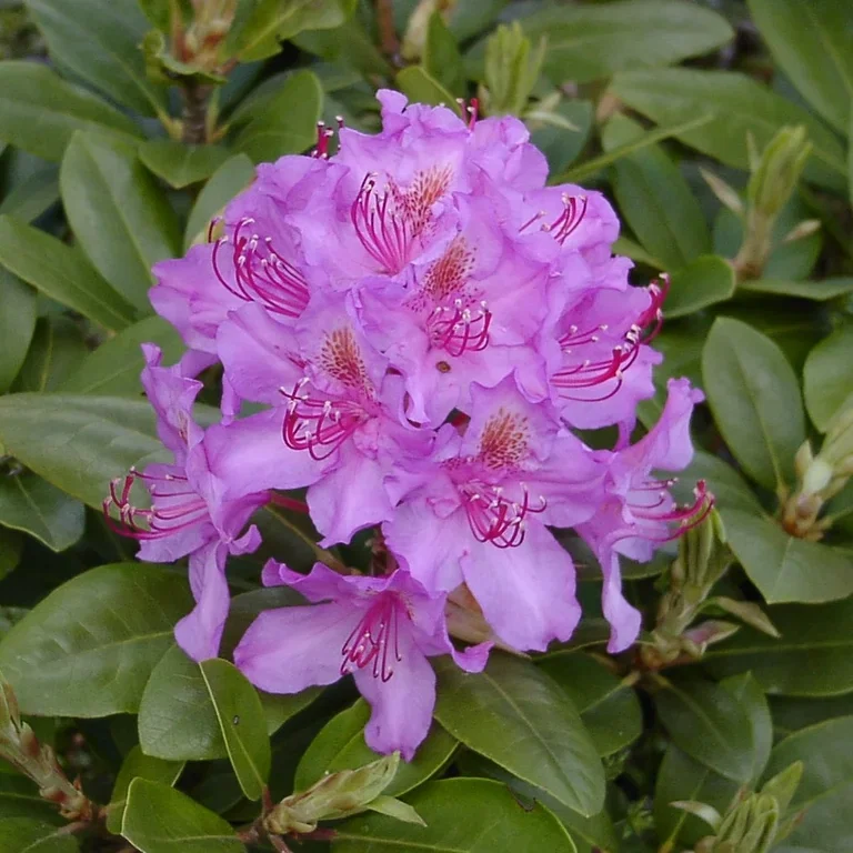 Rhododendron 'Pink Purple Dream' Rododendron 'Pink Purple Dream' Ø35 cm