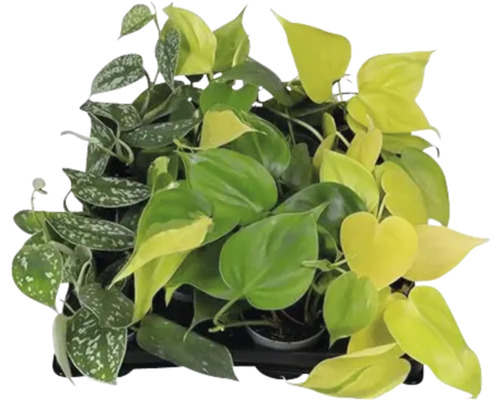 Pothos Mix FloraSelf Scindapsus Ø 6 cm pot, willekeurige variëteitselectie