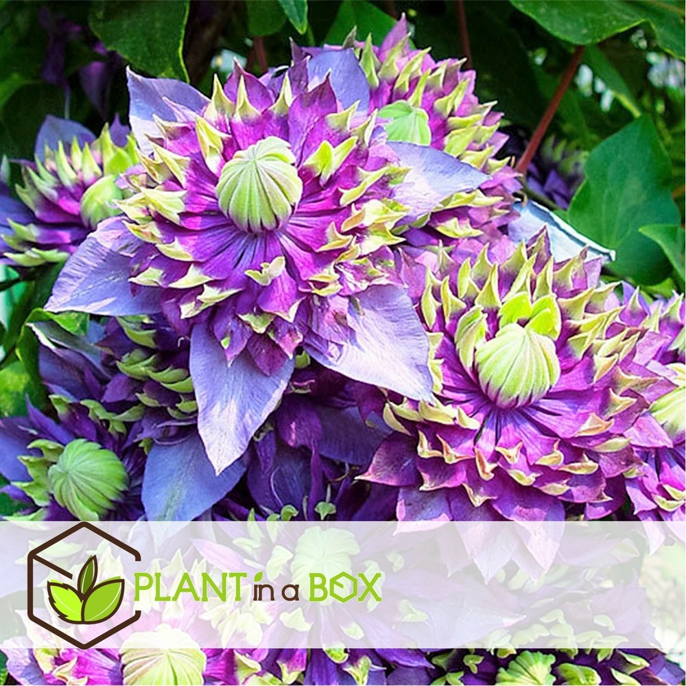 Clematis taiga - set de 4 - plantes grimpantes - pot 9cm - hauteur 25-40cm