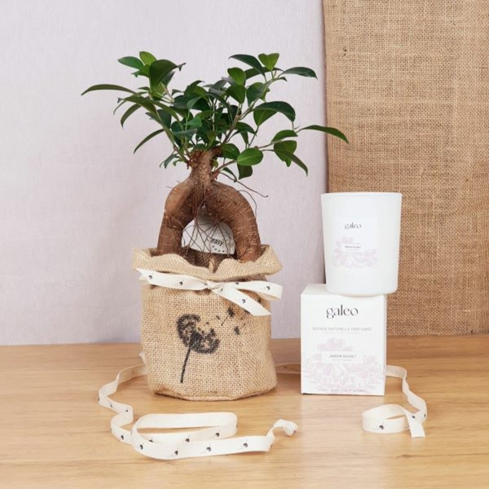Coffret d'un bonsaï, le ficus ginseng avec une bougie naturelle parfumée jardin