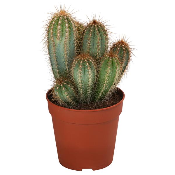 Kakteen-Set - Cactaceae, verschiedene Sorten,