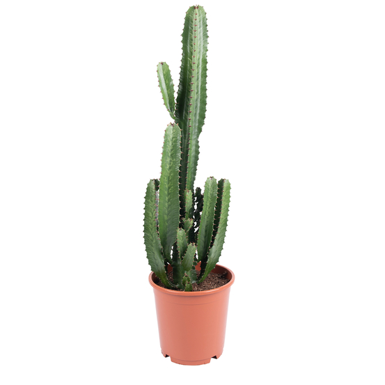 Euphorbia acrurensis - pot D24cm