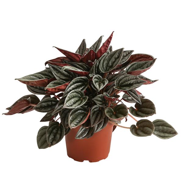 Peperomie - Peperomia caperata 'Mendoza'