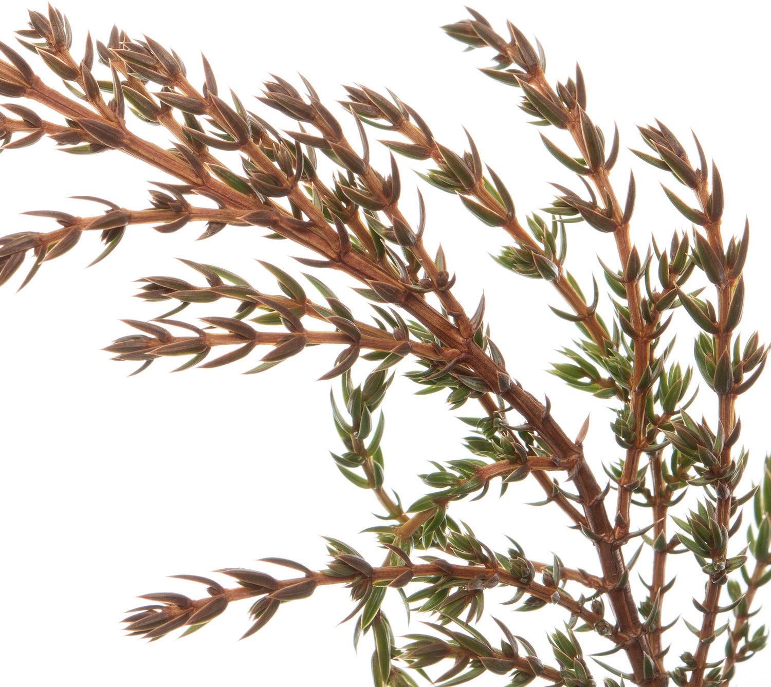 Jeneverbes (Juniperus communis 'Green Carpet') D 17 H 20 cm