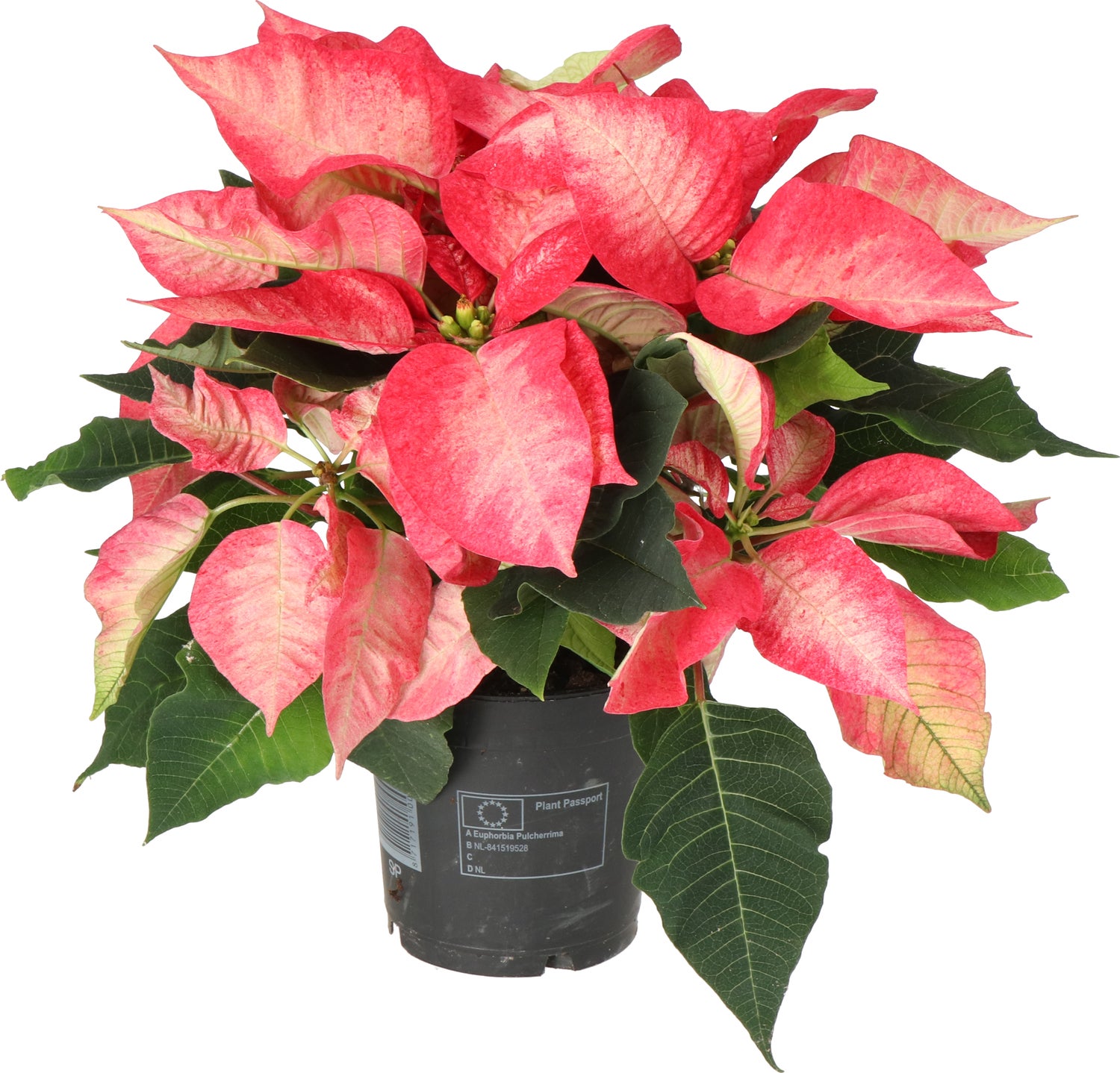 Kerstster (Euphorbia pulcherrima 'Ice Crystal') D 10,5 H 25 cm