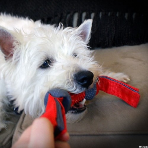 Brinquedo de nylon vermelho para cães