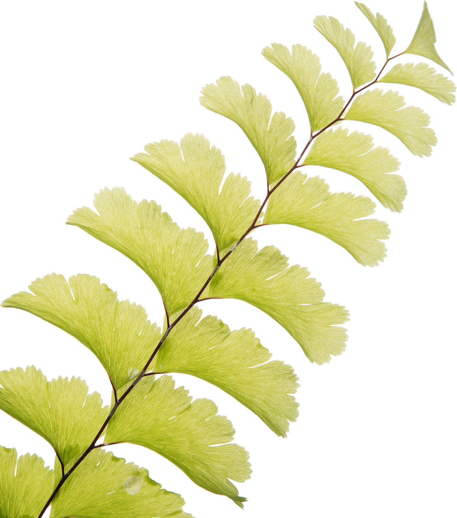 Venushaar (Adiantum pedatum) D 11 H 10 cm