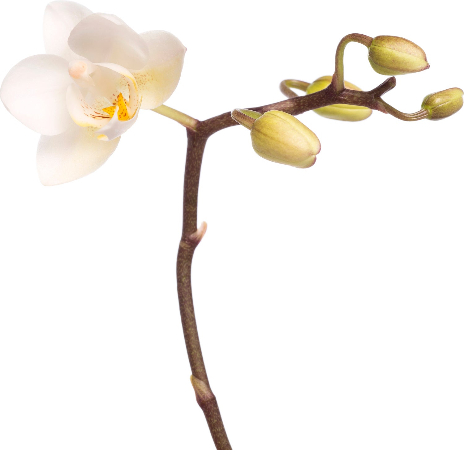 Vlinderorchidee (Phalaenopsis 'Little Lady') D 6 H 18 cm