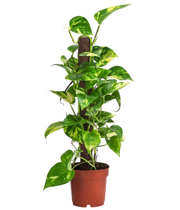 Efeutute - Epipremnum aureum am Kratistestab