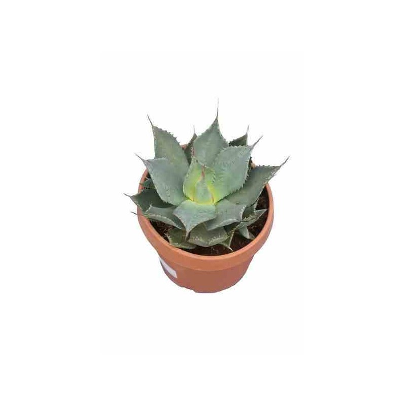 Agave parryi sp. Parryi jaune et rouge - pot de 5 litres