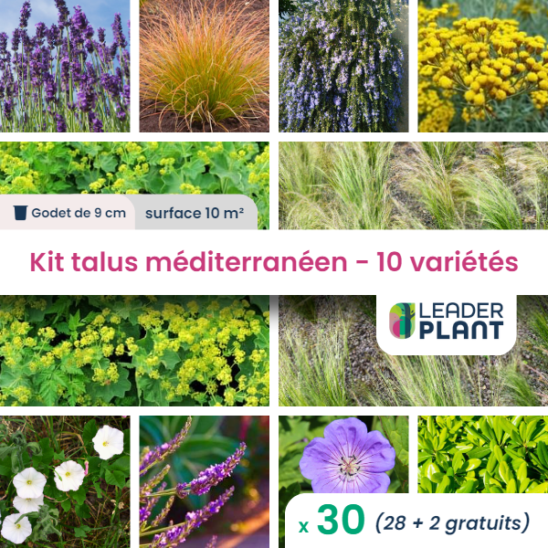 Kit talus méditerranéen - 10 variétés - lot de 30 plants en godet