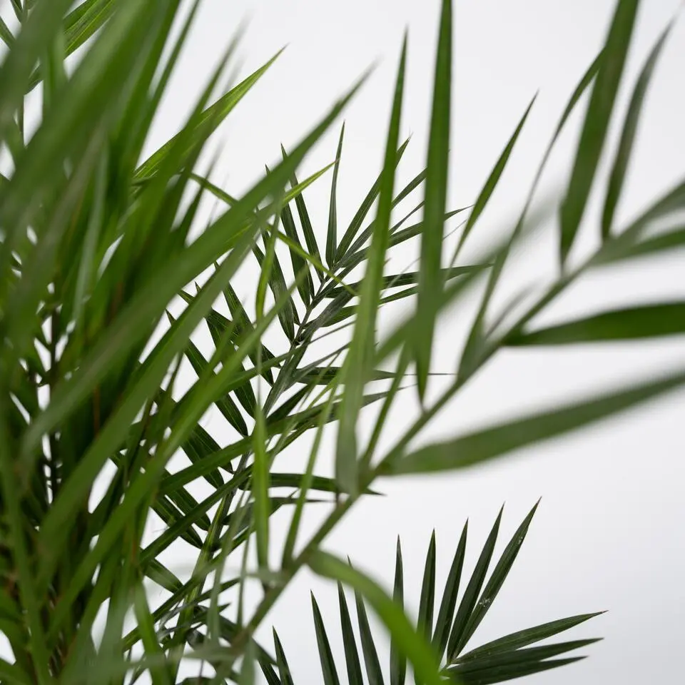 Canarische Dadelpalm - Phoenix canariensis - Hoogte 50-60cm - ⌀15cm