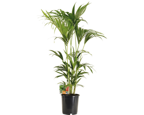 Howea palm, Kentia FloraSelf Howea forsteriana H ca. 130 cm Ø 24 cm pot