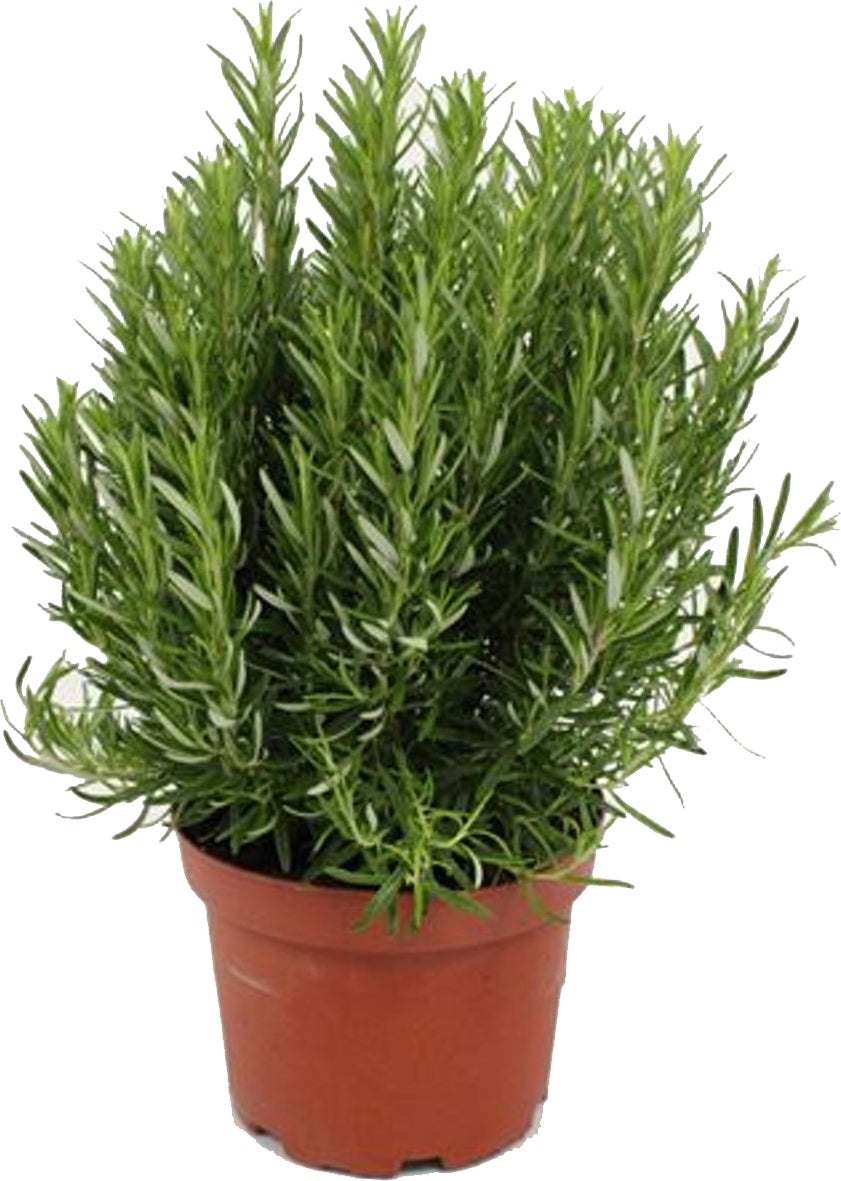Rozemarijn (Rosmarinus officinalis) D 25 H 30 cm