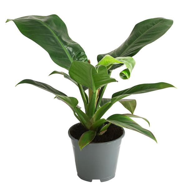 Baumfreund - Philodendron, verschiedene Sorten