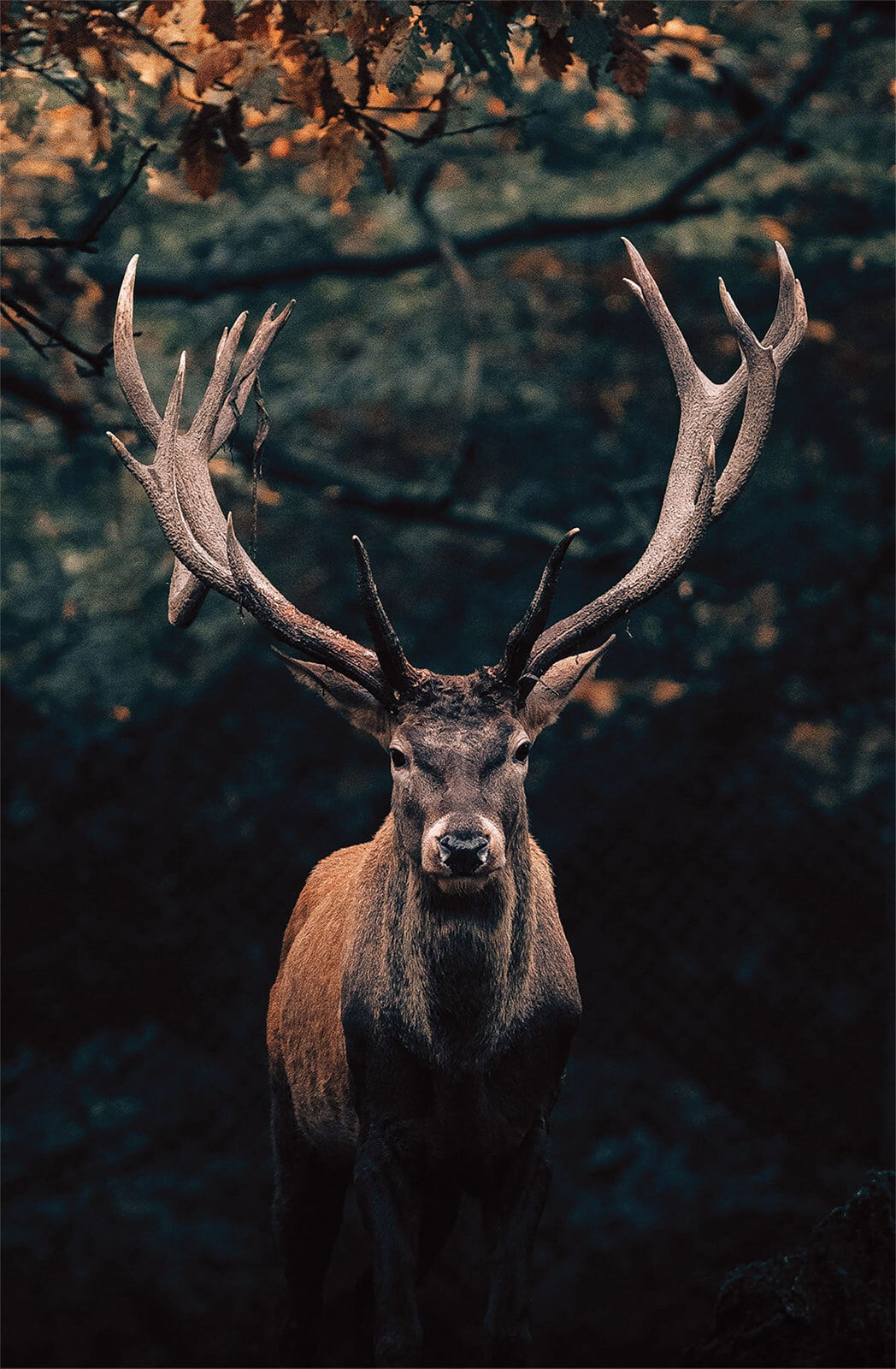 BÖNNINGHOFF Bild HIRSCH 78 x 118 cm