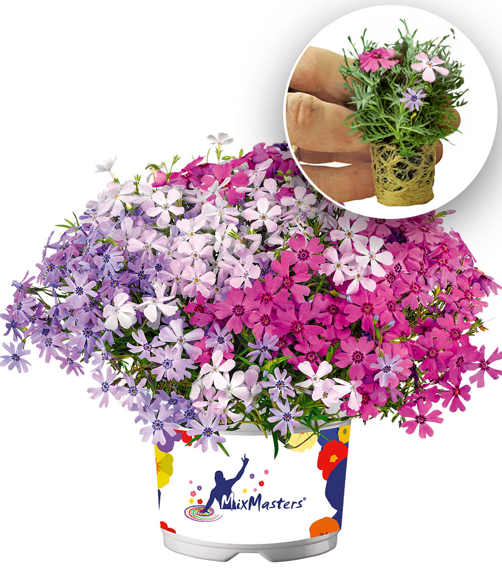Teppichphlox 'Fabulous MixMasters®Fabulata'