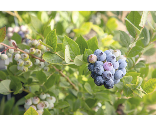 Biologische vroege blauwe bes FloraSelf Organic Vaccinium corymbosum 'Early Blue' H ca. 40 cm Co 3 L