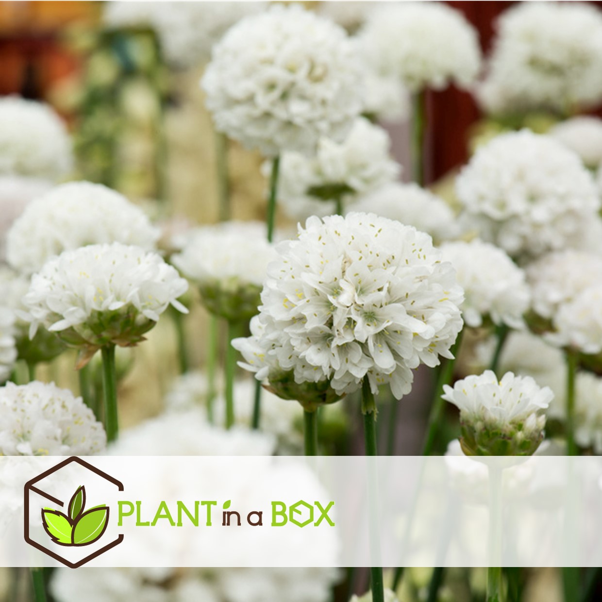 Armeria maritima - set de 3 - jardin blanches - pot 12cm - hauteur 20-30cm