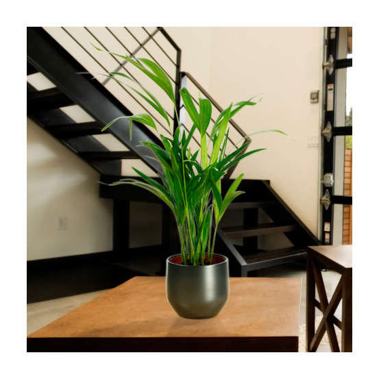 Areca H50cm en pot