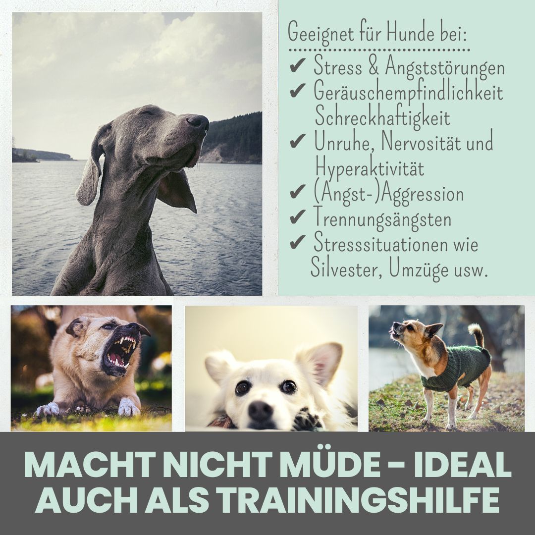 noms+ Wohlfühlsnacks für Hunde bei Stress, Angst, Unruhe & Hyperaktivität