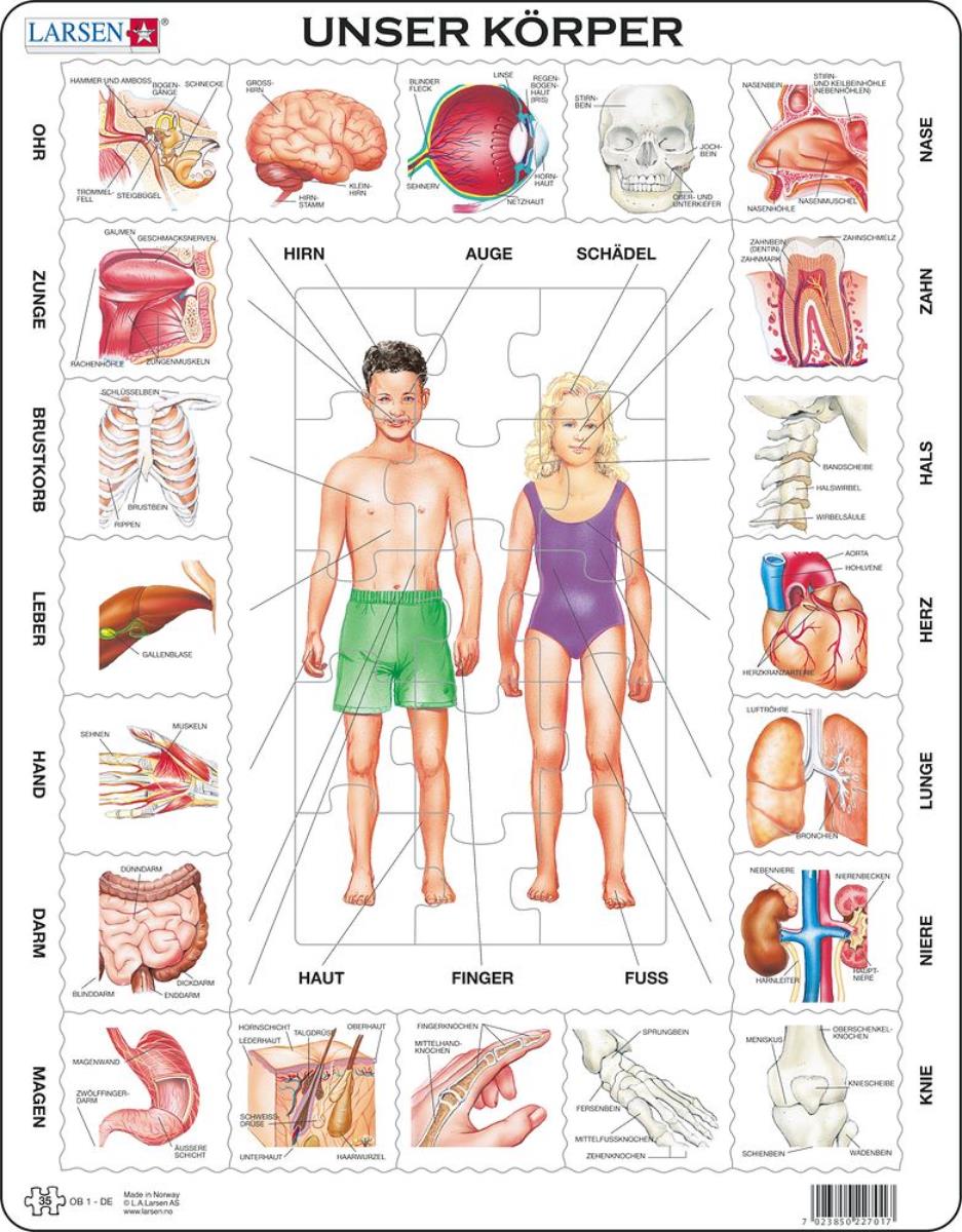 Larsen Puzzle Puzzle - Unser Koerper