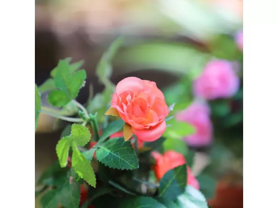 Rosier plante fleur artificielle extérieur cimetière tissu corail 23cm