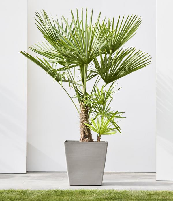 Ecopots Kunststoff-Topf Rotterdam mit Rollen