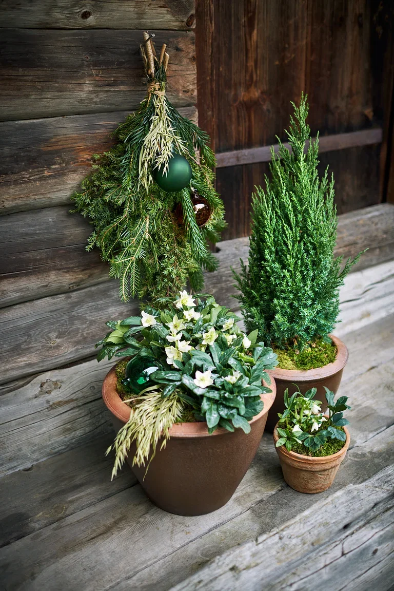 Juniperus chinensis 'Stricta' Kinaeiner Høyde 70 cm