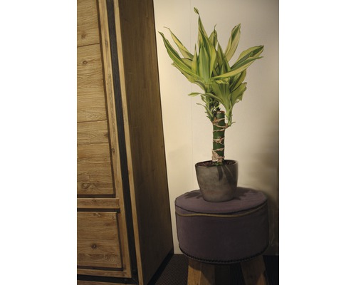 Drakenboom FloraSelf Dracaena fragrans 'Yellow Coast' H 40-50 cm Ø 11 cm pot