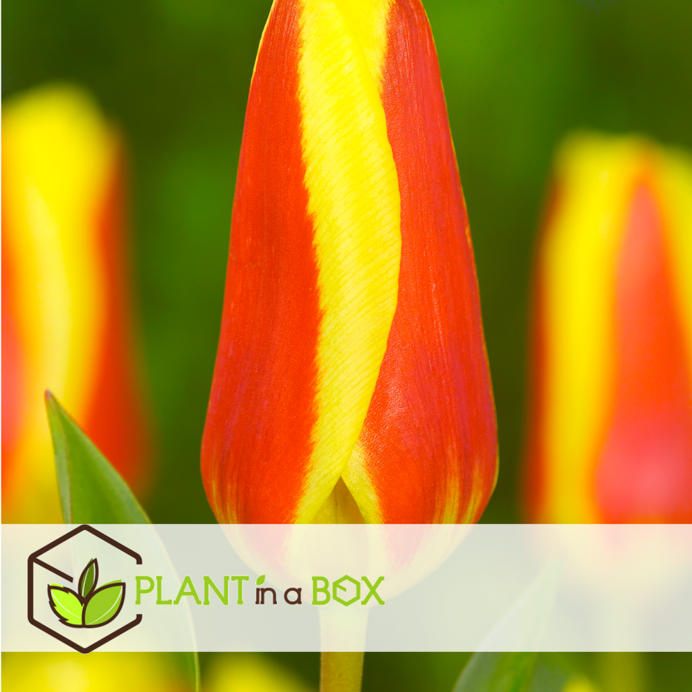 Tulipa stresa - bulbes à fleurs x14 - tulipe - jaune / rouge