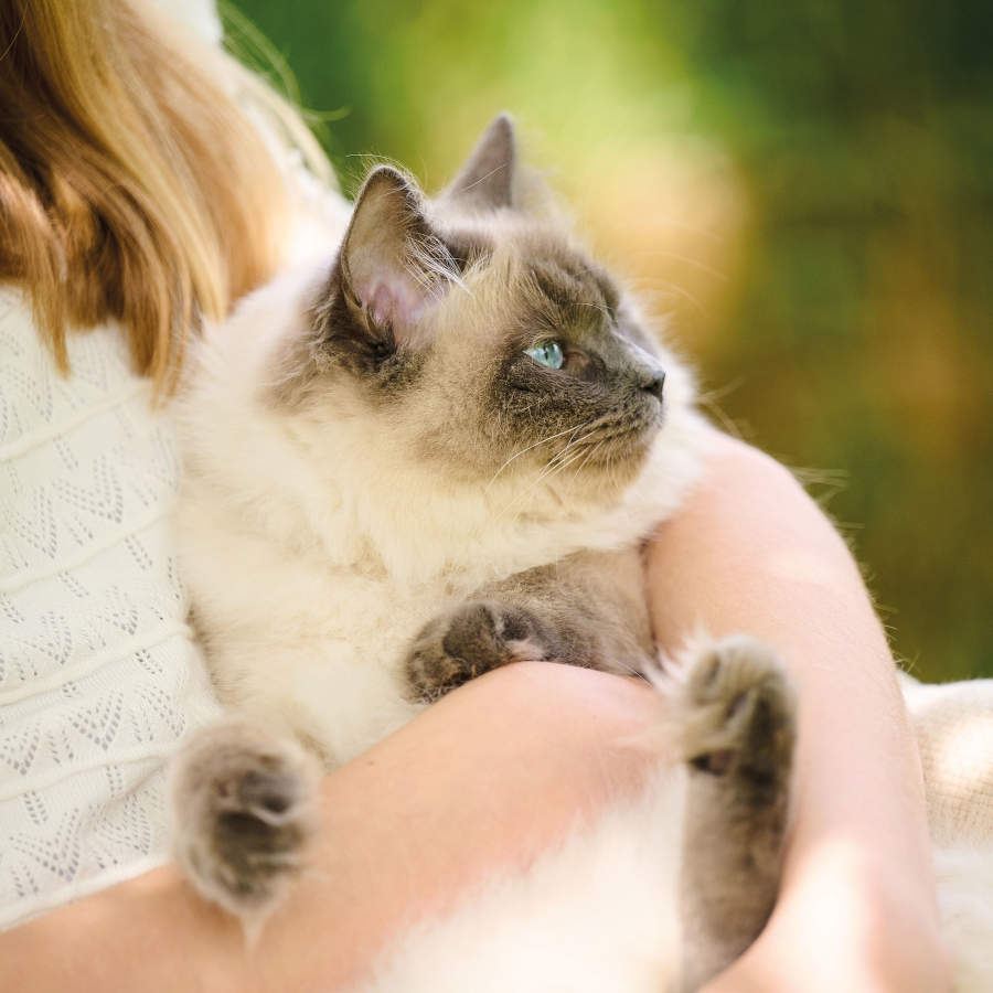 Petiscos antiestresse Beaphar para gatos