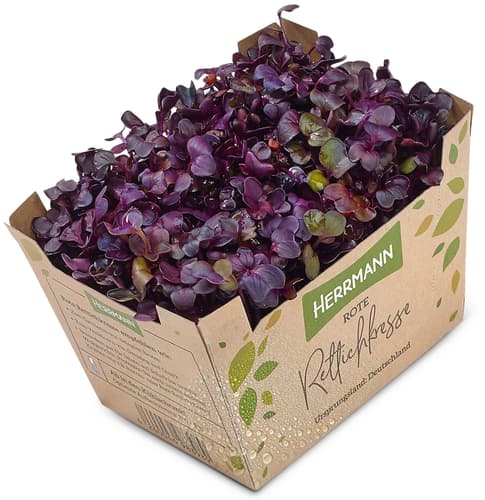 Bio rote Rettichkresse, Schale
