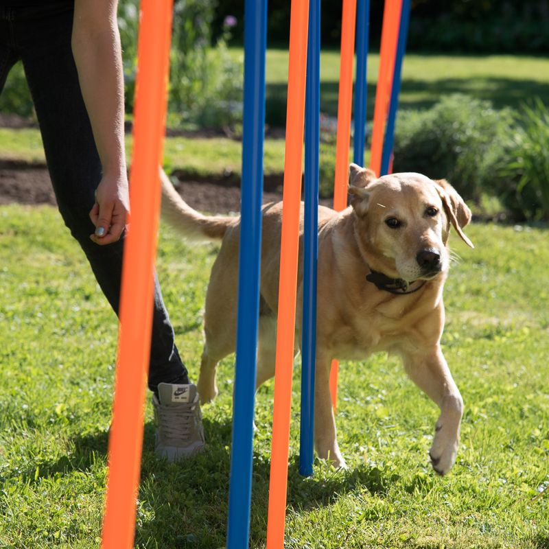 Piquets de slalom Agility à prix discount sur bitiba.fr